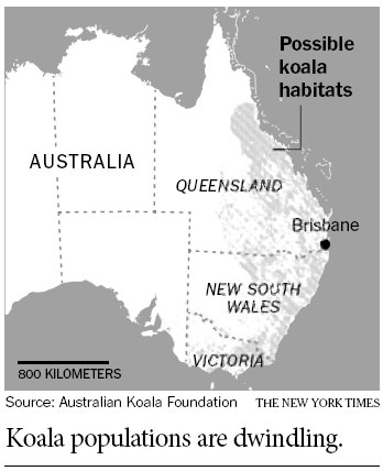Already squeezed, Australia's koalas are facing a killer disease