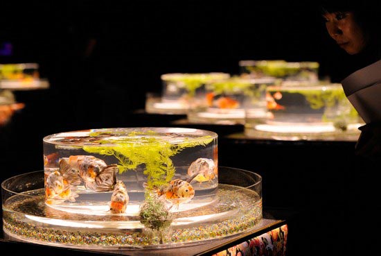 Tokyo exhibition features 5,000 goldfish