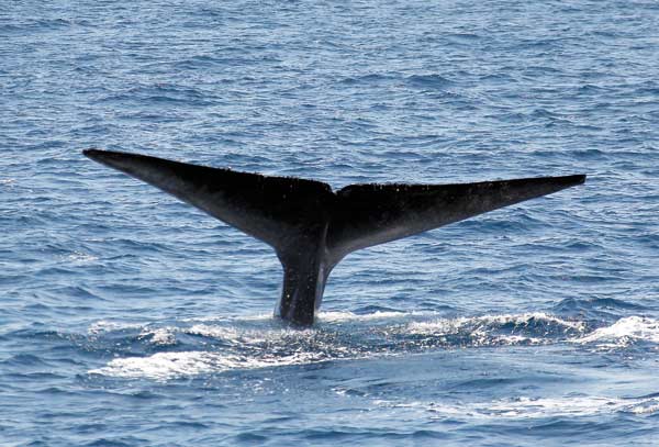 Changing shipping routes could help save blue whales