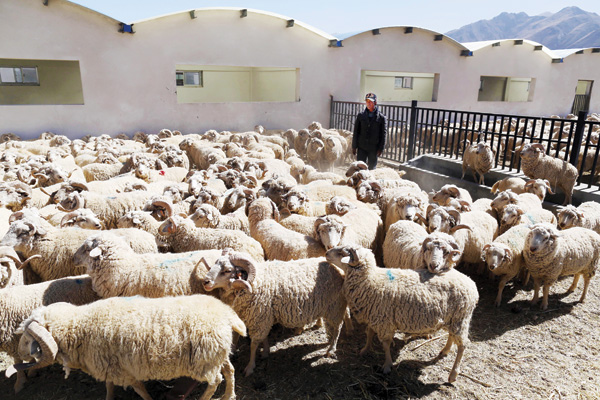 Hybrid sheep boost farmers' incomes