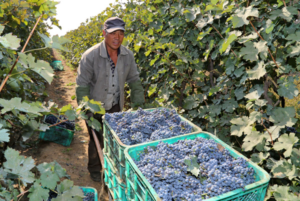 The grapes of China: Nation's wine consumption, industry booming