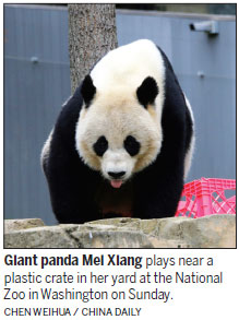 Debut, weaning and breeding: pandas get busy
