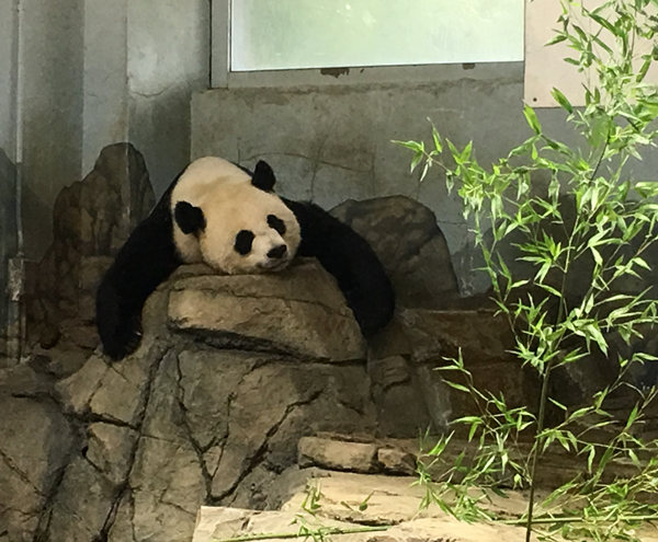 DC's giant panda fans could be in for a surprise