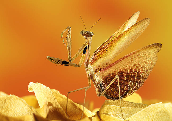 Mantises and dragonflies in Zhong Ming's insects world