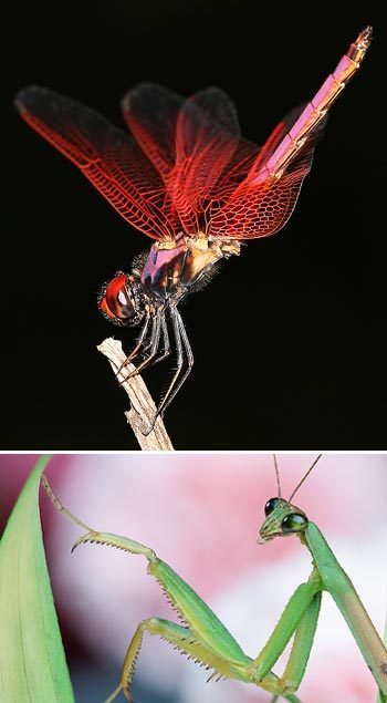 Zhong Ming's Book of Insects