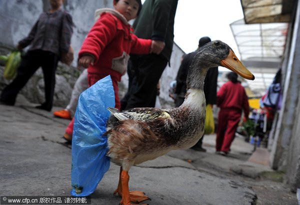 A duck wearing shoe cover