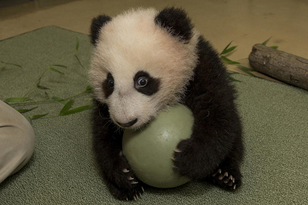Panda plays with plastic ball