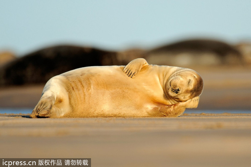 Cuddly seal enjoys some me time