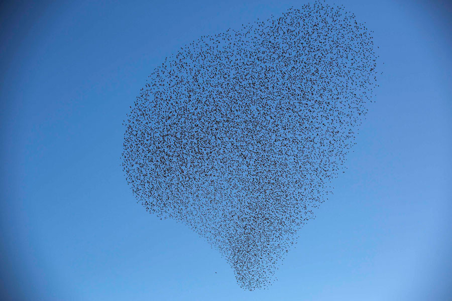 Starlings to spend the winter in Israel