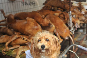 Fur flies in Yulin over dog meat festival