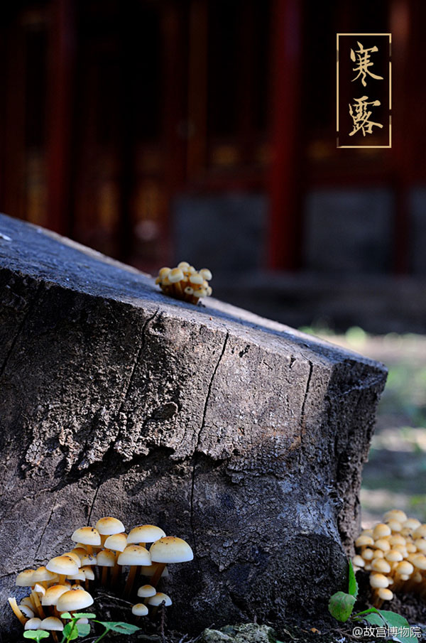 Photos reveal beauty of four seasons at Palace Museum