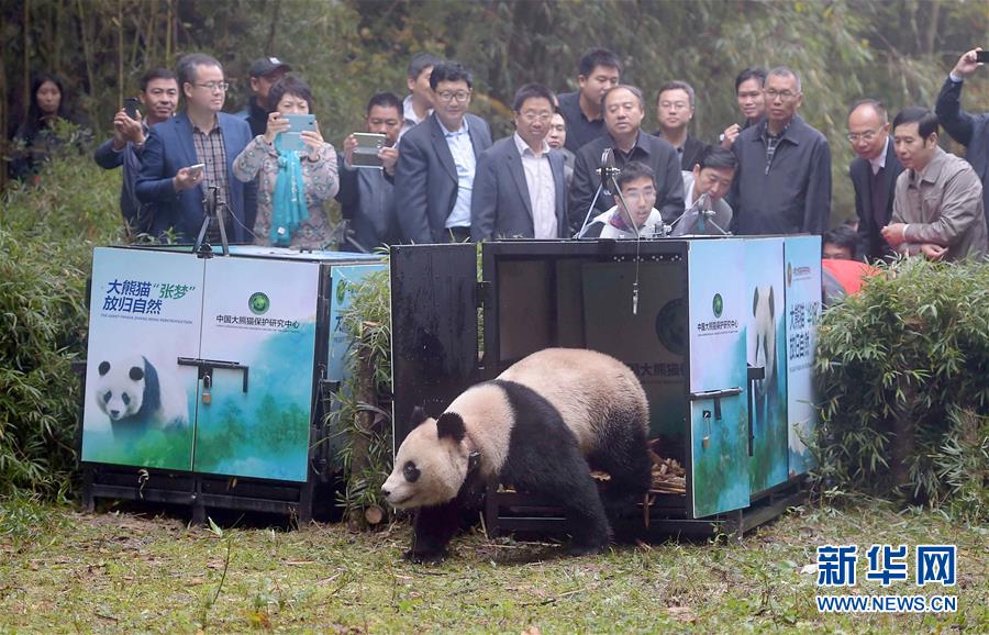 China's giant pandas: Internet sweetheart of 2016