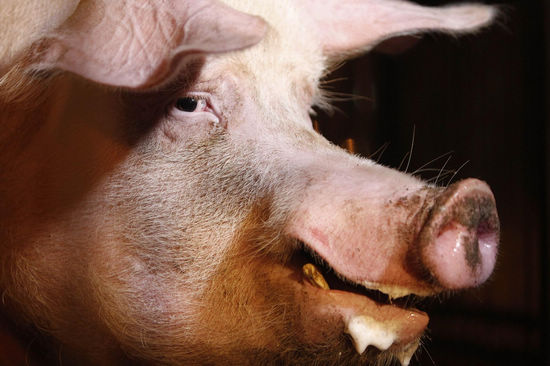 'Psychic' pig to predict Euro 2012 results