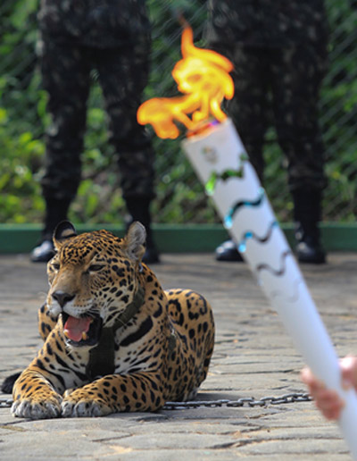 Rio 2016 apologizes after jaguar shot dead