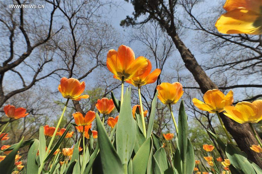 Tulip flowers bloom at Yingze Park in Taiyuan