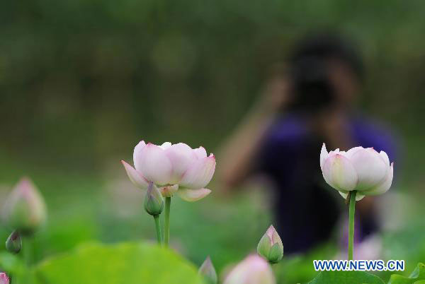 National Lotus Flowers Exhibition held in Chongqing
