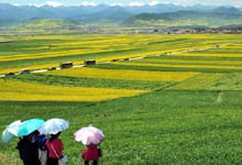 Summer views of Qinghai