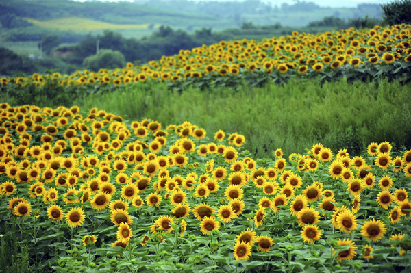 Sunflowers bloom in Shenyang