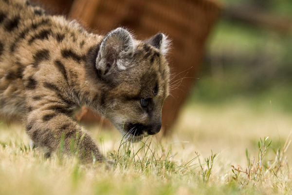Adorable puma cub born in Berlin