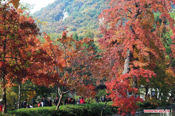 Colorful maple leaves attract visitors to Tianping Mountain