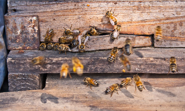 Apiculture Museum - What's All the Buzz About?