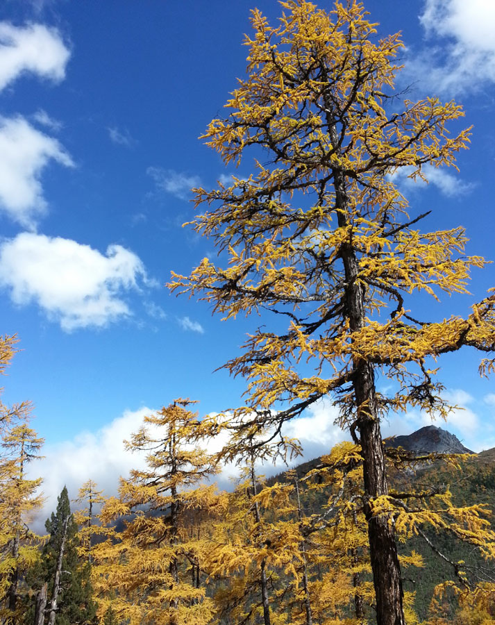 Golden larches brace for winter