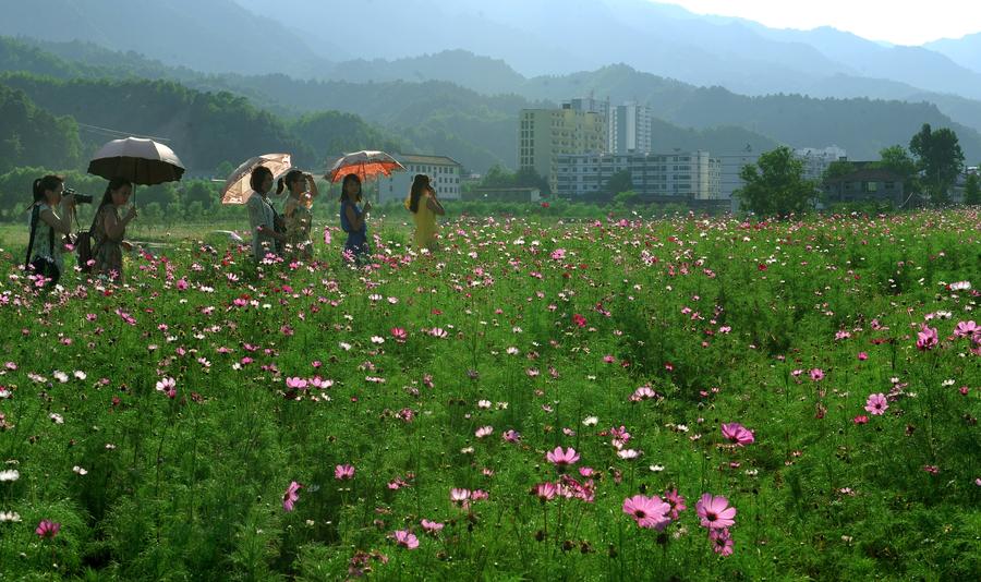 Gesang flowers in bloom in Liuba,Shaanxi province