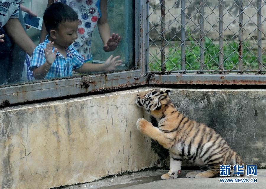 Young tiger says hello to visitors