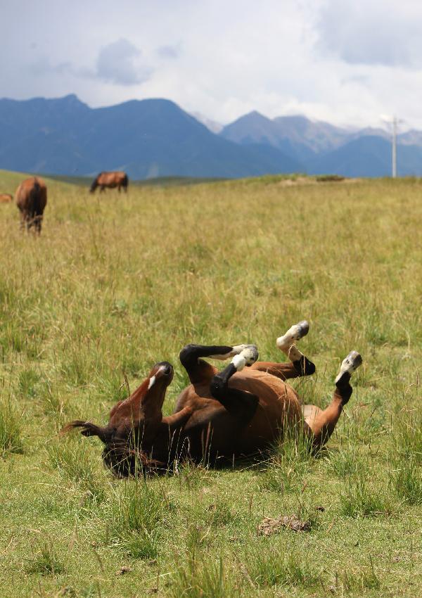Horses graze at Shandan Horse Ranch in Gansu