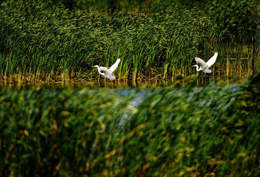 Fujin wetland: heaven for the birds
