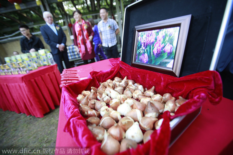 Precious tulips plundered in Central China