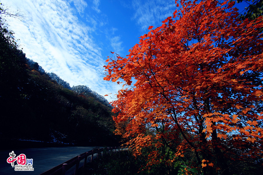 Colorful autumn of Emei Mountain