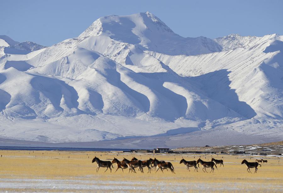 Ali in Tibet,heaven for wild animals