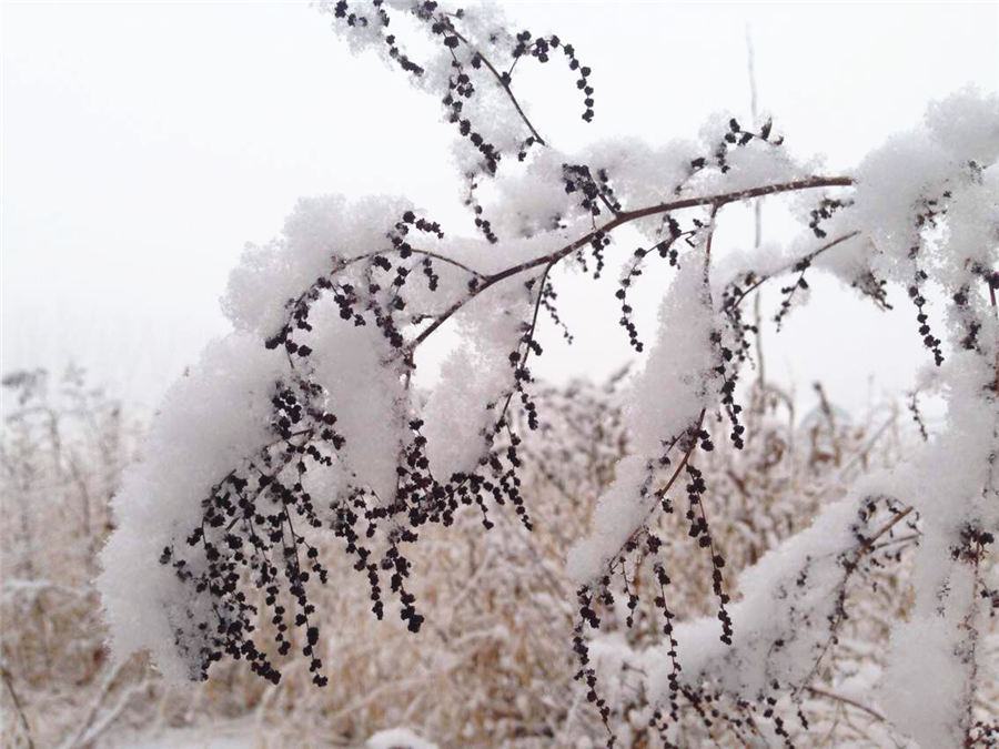 Beijing enjoys first snow