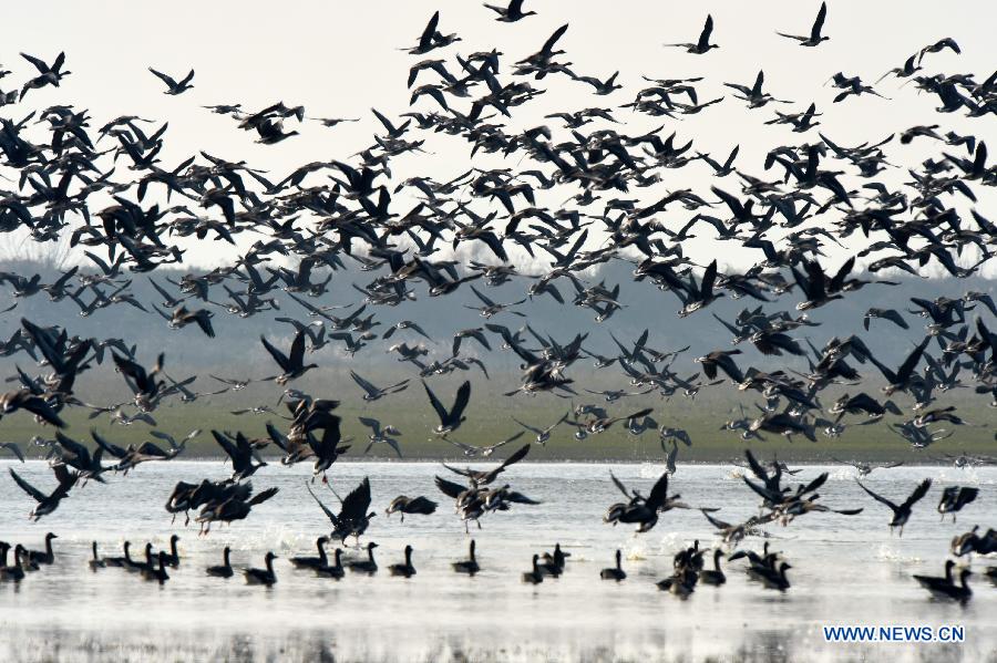 Migratory birds fly over Shengjin Lake