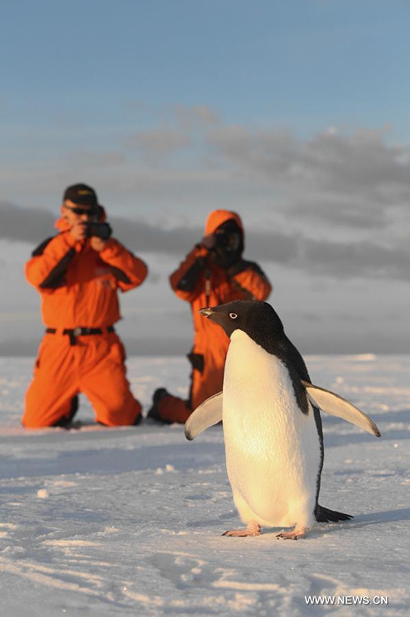 Penguins seen near China's Zhongshan Antarctic Station