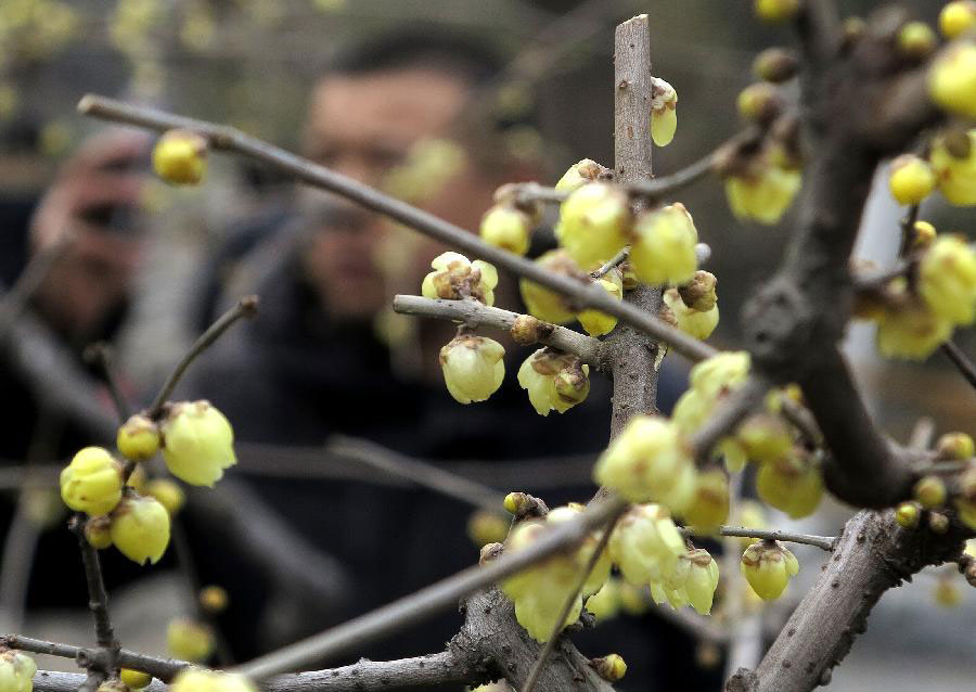 Wintersweet blossoms attract tourists at Baotuquan Park in Jinan