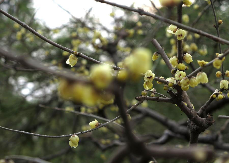 Wintersweet blossoms attract tourists at Baotuquan Park in Jinan