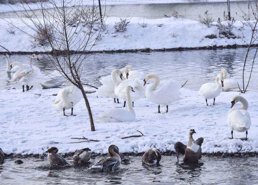 Ili river valley becomes a popular destination for swans