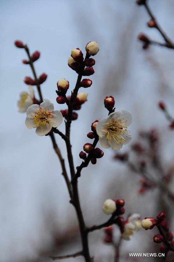 Plum blossom seen in E China's Hangzhou