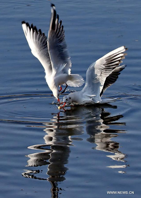Seagulls come to China's Qinhuangdao