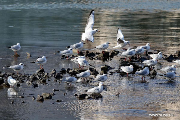 Seagulls come to China's Qinhuangdao