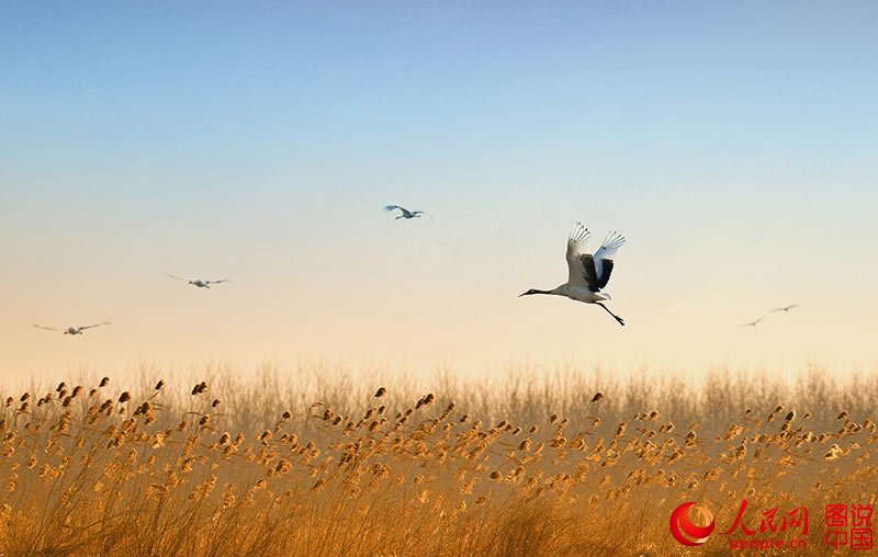 Red-crowned cranes in Yancheng