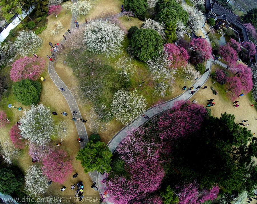 Aerial views of plum blossoms as beautiful as oil paintings