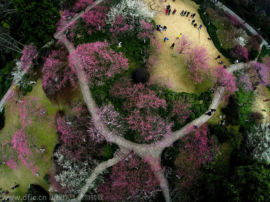 Aerial views of plum blossoms as beautiful as oil paintings