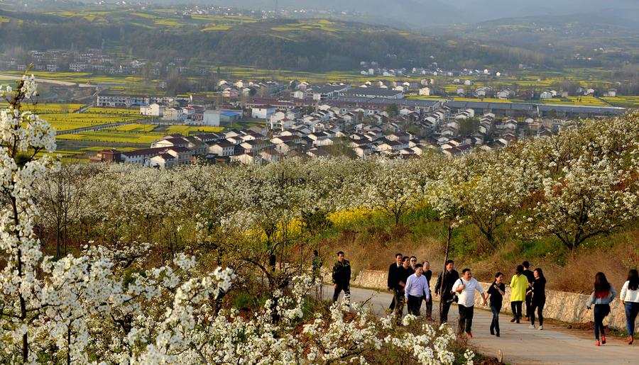 Pear flowers in full bloom in NW China's Shaanxi
