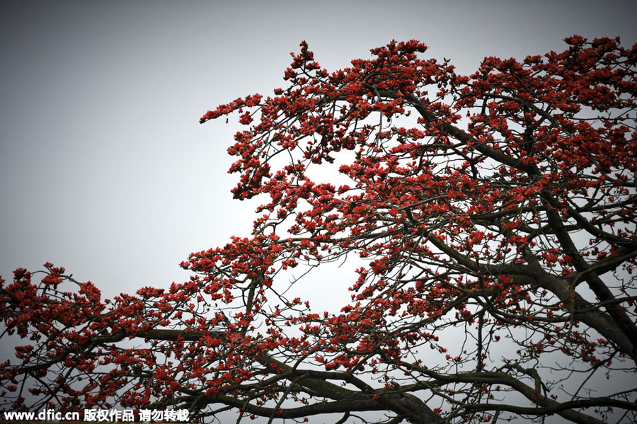 Red kapok flowers, as red as fire burning on the boughs