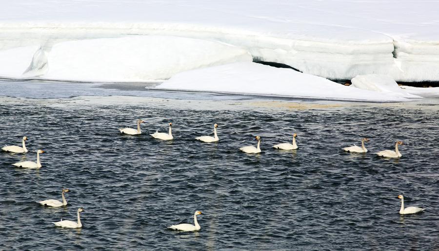 Hundreds of whooper swans arrive at Ertix River