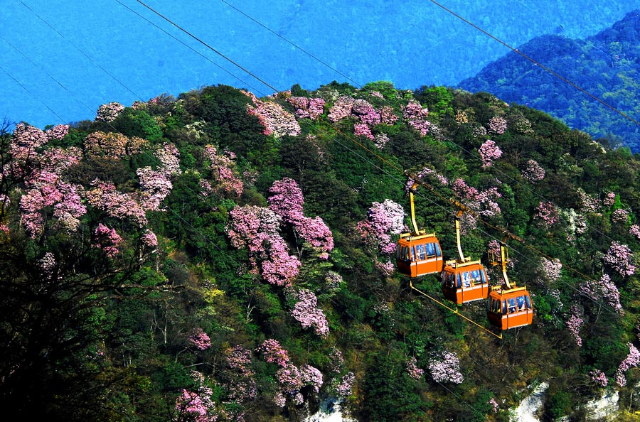 Colorful azaleas decorate Jinfo Mountain, Chongqing
