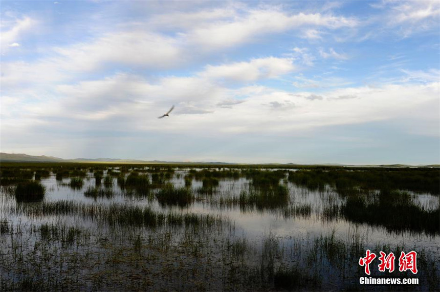 Ruoergai: China's most beautiful wetland